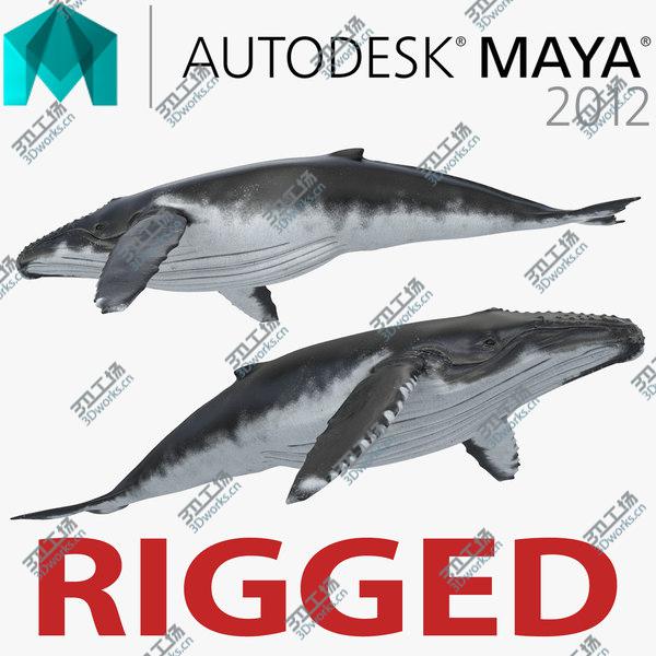 images/goods_img/20210312/Humpback Whale Rigged for Maya/1.jpg